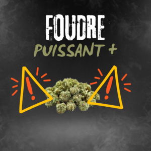 FOUDRE – Fleur Puissante par Relax Mood