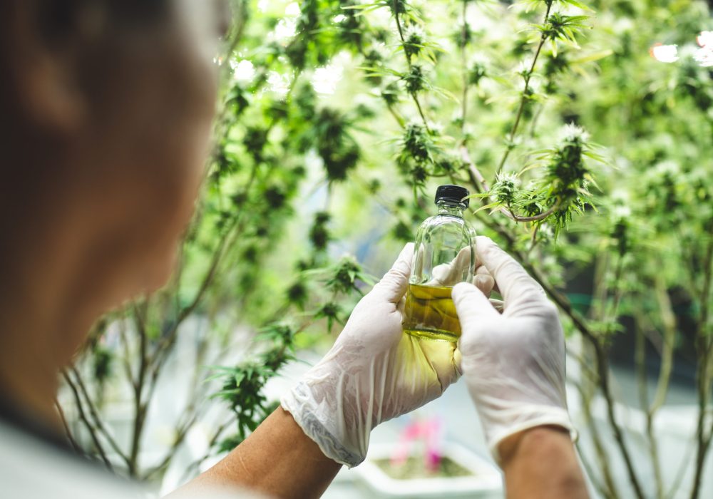 scientist checking on organic cannabis hemp plants in a weed greenhouse. Concept of legalization herbal for alternative medicine with CBD oil, commercial Pharmaceptical medicine business industry